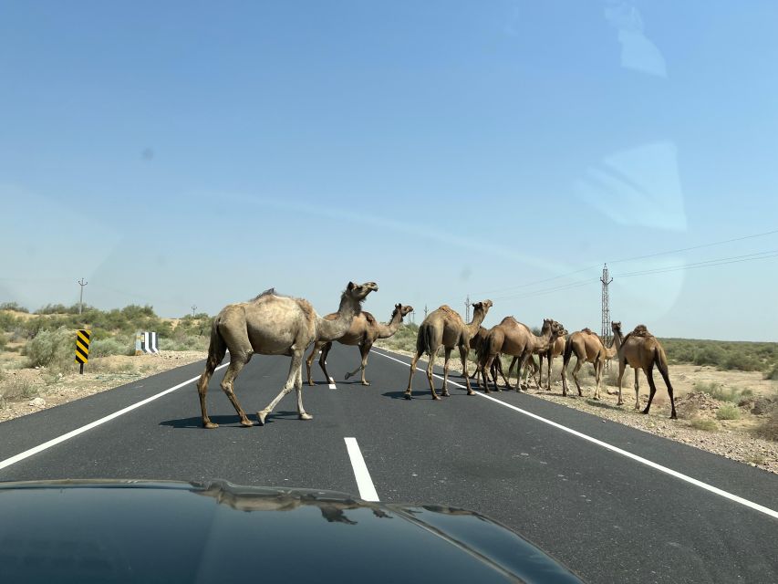 1 night 2 days Thar Desert Experience Jaisalmer - A Two-Day Camel Safari From Jaisalmer That Feels Human, Not Rushed