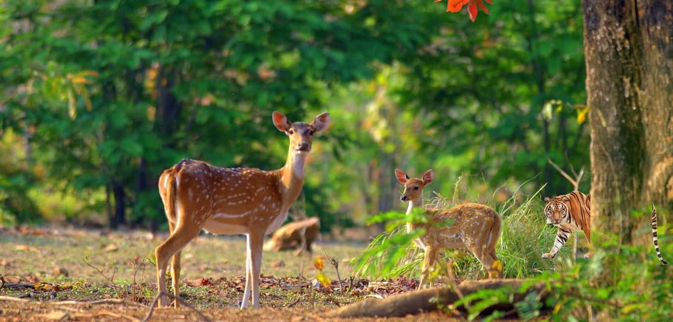 3- Day Jim Corbett National Park Tour - Key things to know before you go
