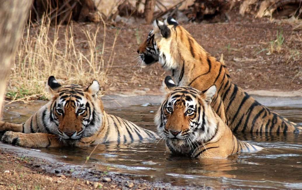 3- Day Jim Corbett National Park Tour - Delhi to Jim Corbett: the 5–6 hour transfer that sets expectations