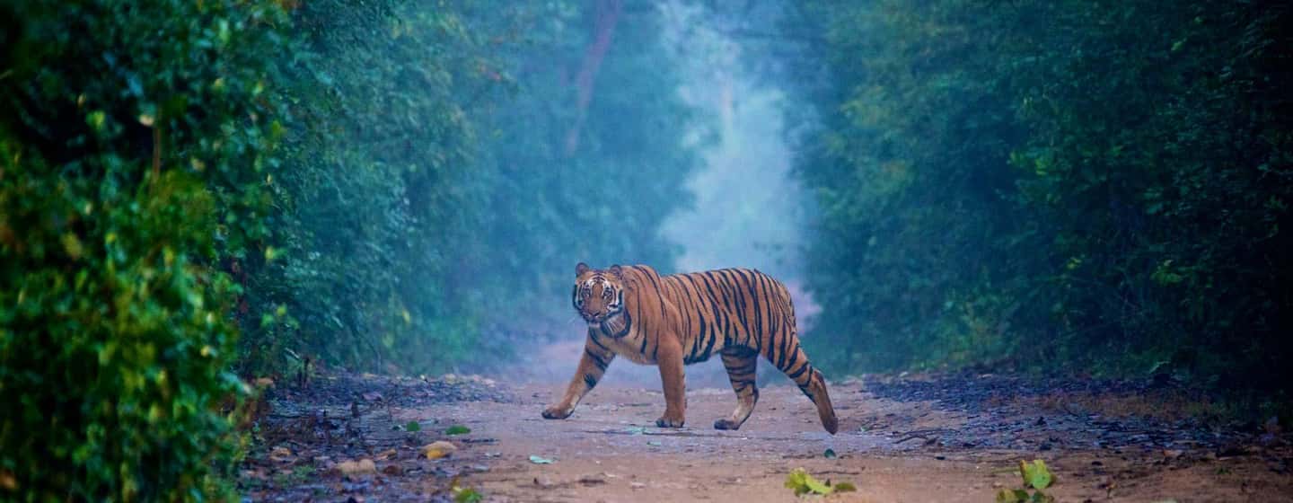 3- Day Jim Corbett National Park Tour - Safari Day 2: morning wildlife window, Corbett Falls photos, and Garjia Temple