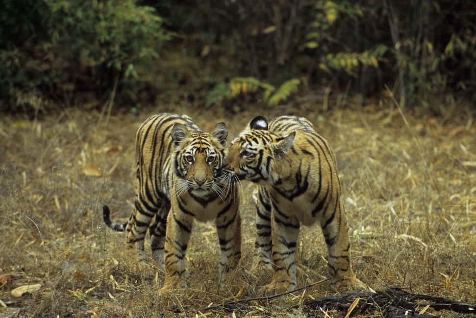 3- Day Jim Corbett National Park Tour - Safari Day 1: evening jungle drive with naturalist spotting rules