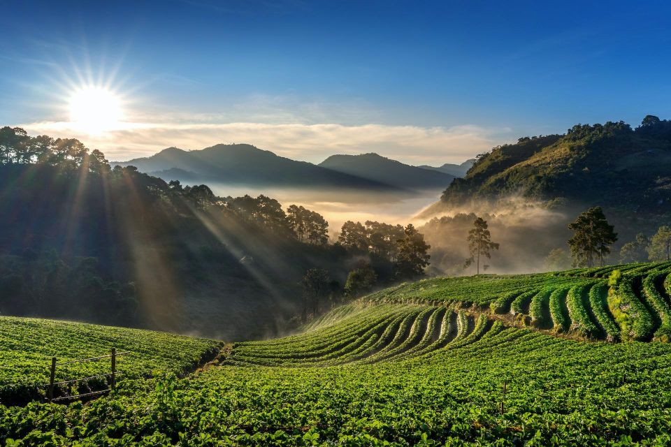 A Day in Munnar: Nature, Culture, and Local Flavor - What Makes This Munnar Day Tour Worth Your Time