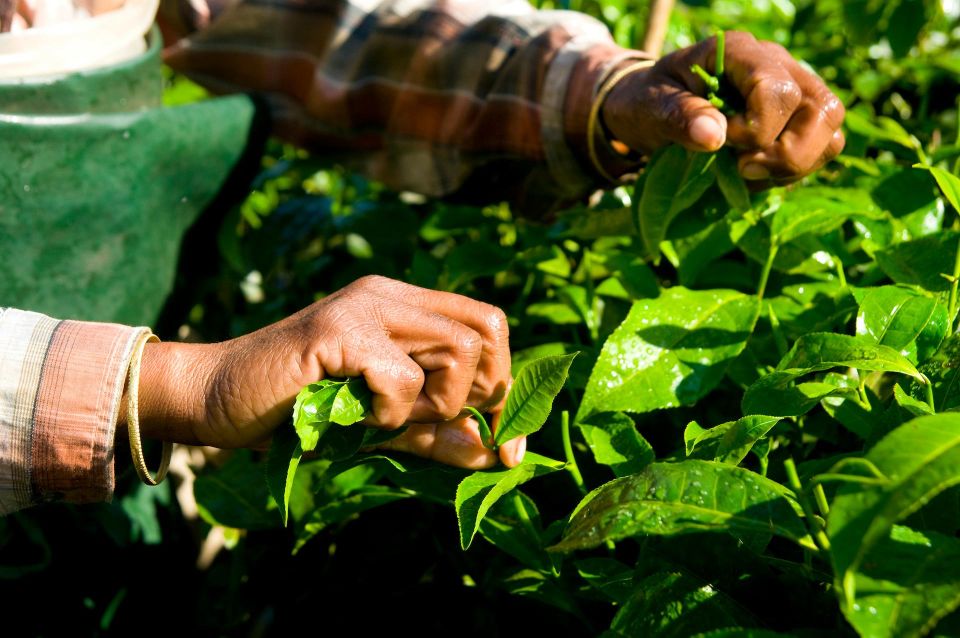 A Day in Munnar: Nature, Culture, and Local Flavor - Entering the Day: How the Tuk Tuk Schedule Keeps Things Easy