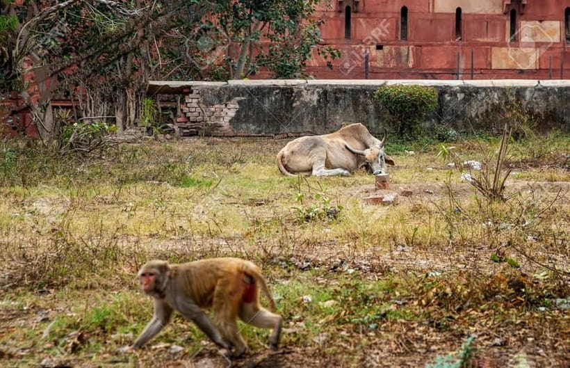 Agra: Monkey Safari Guided Walking Tour - Key Things You’ll Notice on This Monkey Safari