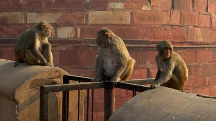 Agra: Monkey Safari Guided Walking Tour - Why This Agra Monkey Safari Feels Different From Usual Sightseeing