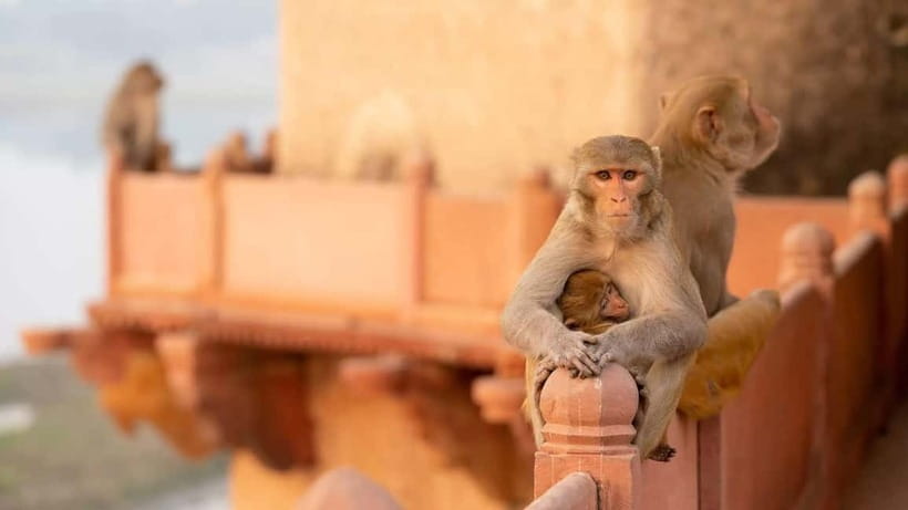 Agra: Monkey Safari Guided Walking Tour - Walking Through Temple Areas and Historic Lanes Monkeys Actually Use