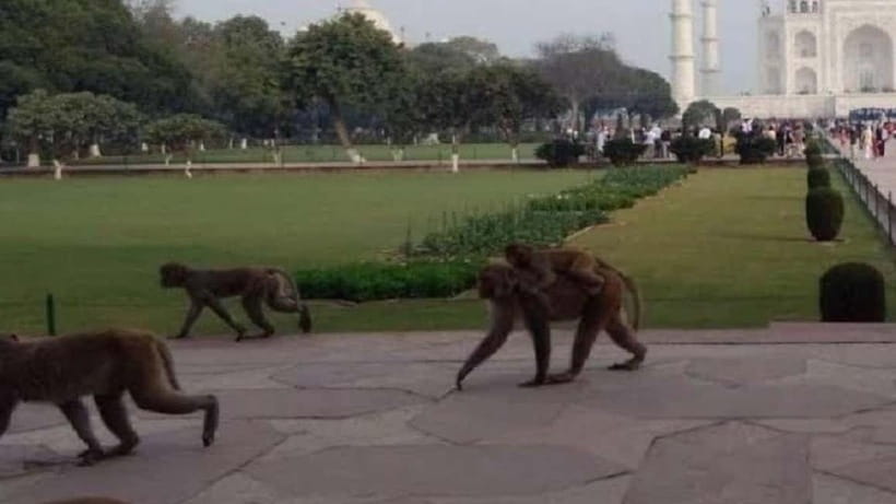 Agra: Monkey Safari Guided Walking Tour - Pickup, Private Transport, and the Start-of-Tour Briefing