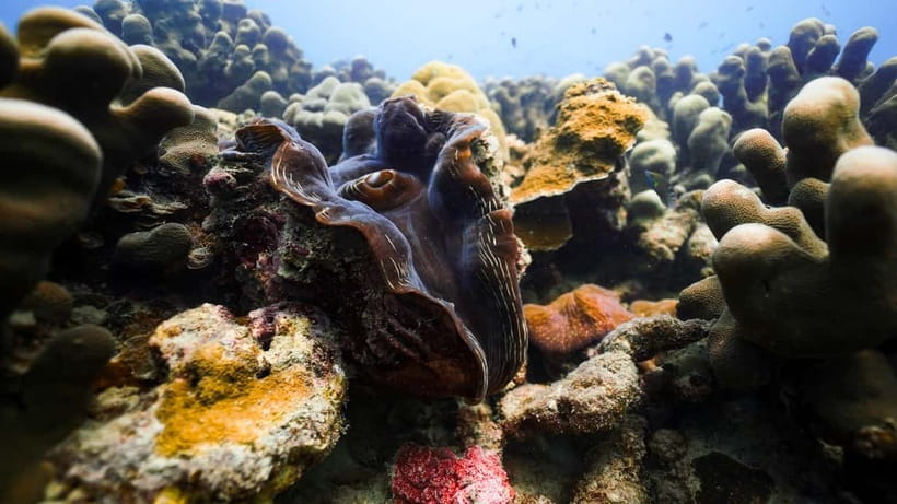 Andaman: Havelock Scuba Diving by PADI 5-Star Dive Center - Key points to know before you book