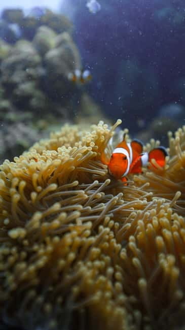 Andaman: Havelock Scuba Diving by PADI 5-Star Dive Center - Training first: the shallow-water skills that calm first-timers