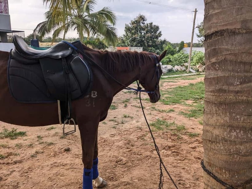 Bangalore: Horse Riding Safari Tour - Why this Bangalore horse safari feels different than a basic ride