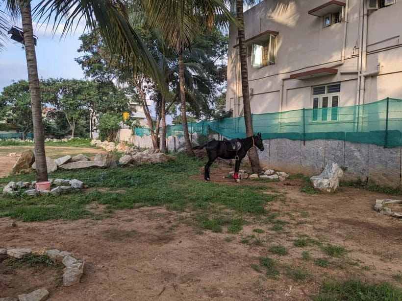 Bangalore: Horse Riding Safari Tour - What to pack and how to dress for comfortable riding