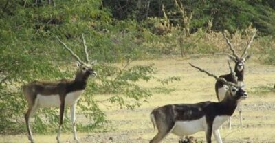 Bishnoi Village Safari Private Half Day Tour - Guda Bishnoiyan: wildlife sightings plus real conversation