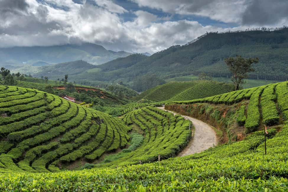 Cochin: 5-Day Munnar, Thekkady, and Alleppey Tour - Timing tips, cash planning, and what to pack