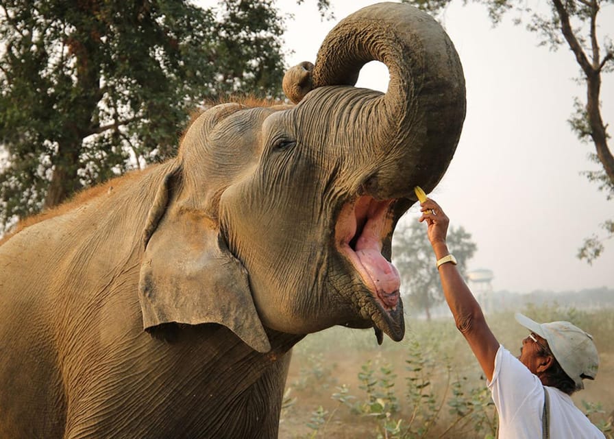 Delhi: 3Day Golden Triangle with Elephant SOS (5 Star Hotel) - Day 3 Jaipur: Amber Fort, Hawa Mahal, City Palace, Jantar Mantar, and Jal Mahal photos